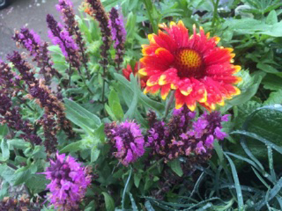 Purple and Red Flowers